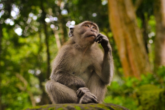 A monkey sits on a rock and ponders life